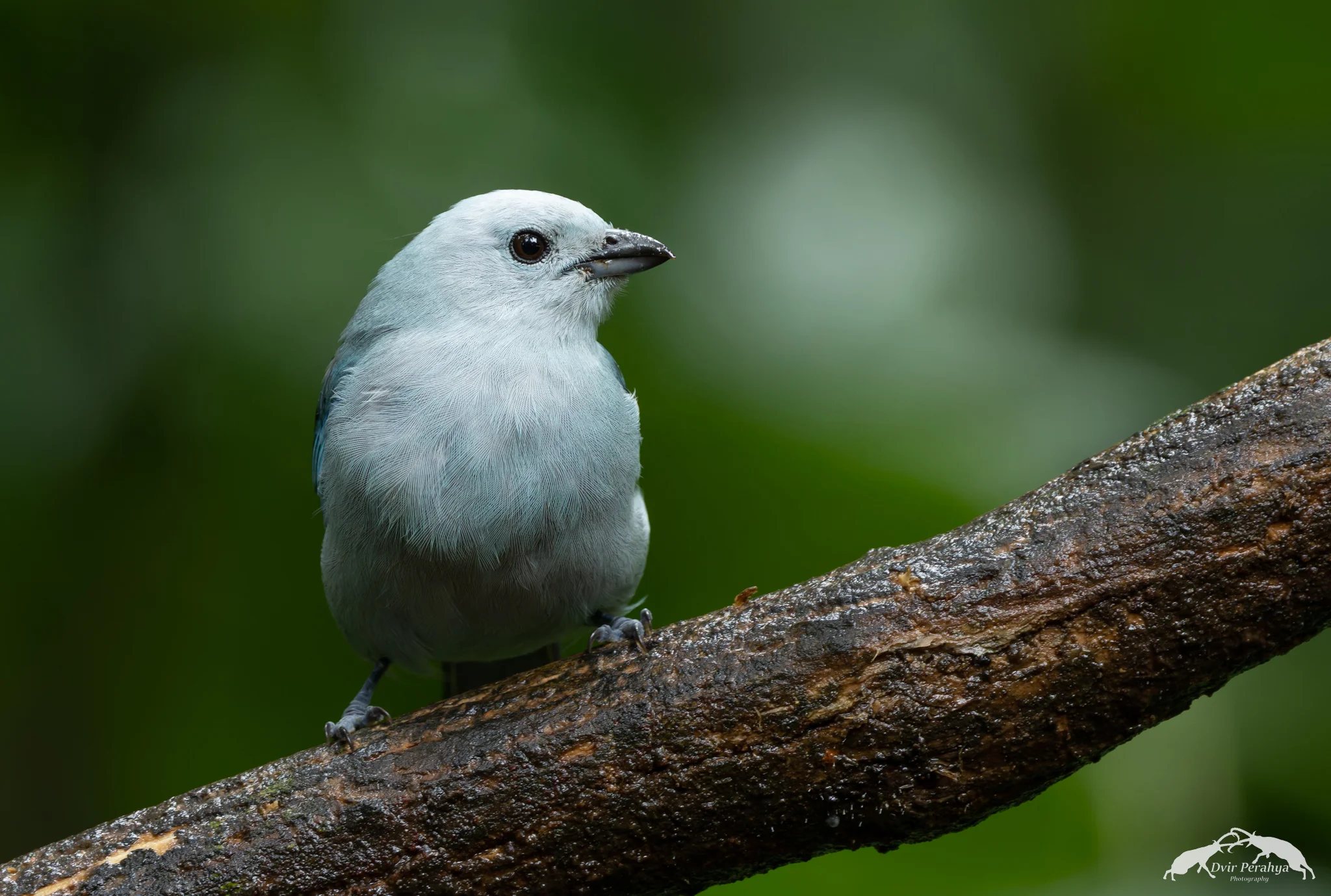 Blue-gray Tanager, Boca Tapada